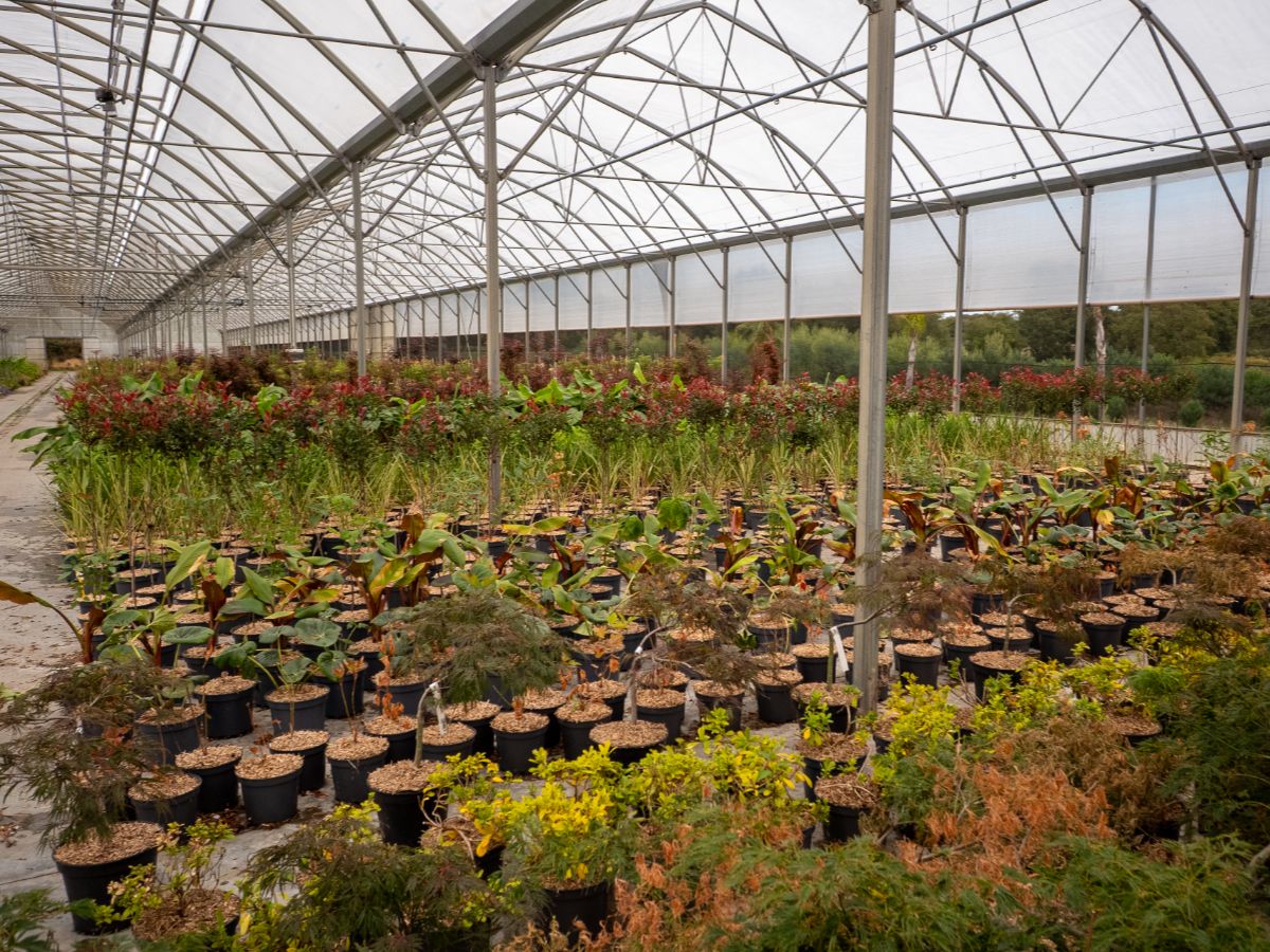 Vente de plantes végétaux Saint-Avaugourd-des-Landes