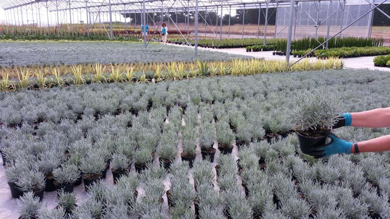 Vente d’articles de jardinage Saint-Avaugourd-des-Landes