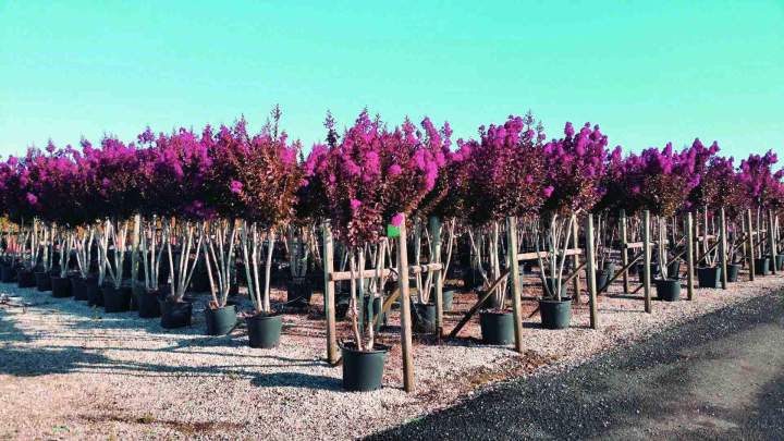 Lilas d'été cultivés en conteneurs dans une pépinière Vendée