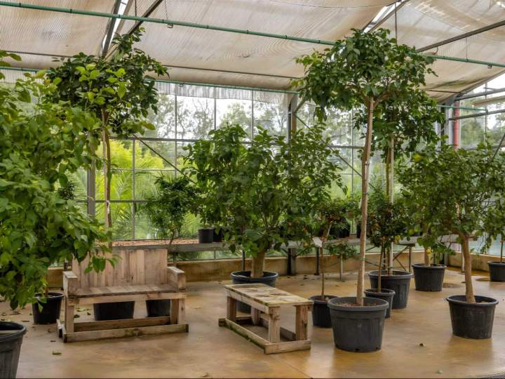 Arbres fruitiers en pots Vendée