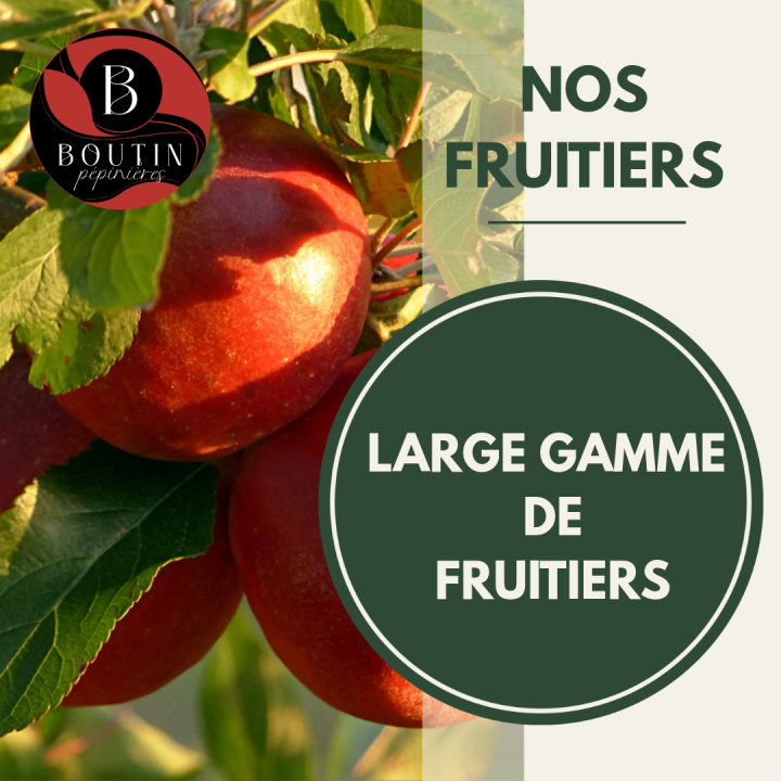 FRUITIERS (1)