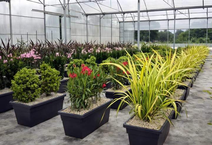 Intérieur d'une serre horticole Vendée
