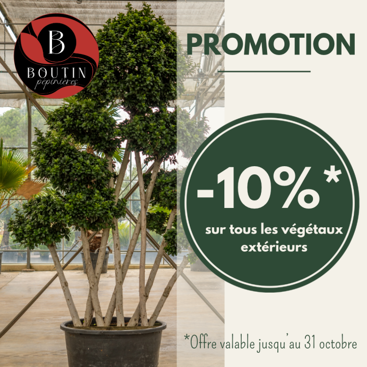 PROMO PO