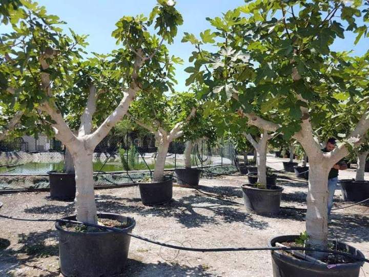 Pépinière de jeunes plants Vendée