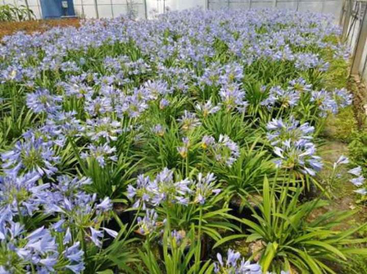 Pépinière de plantes Vendée
