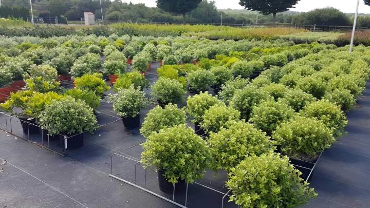 Pépinière de plantes annuelles Vendée
