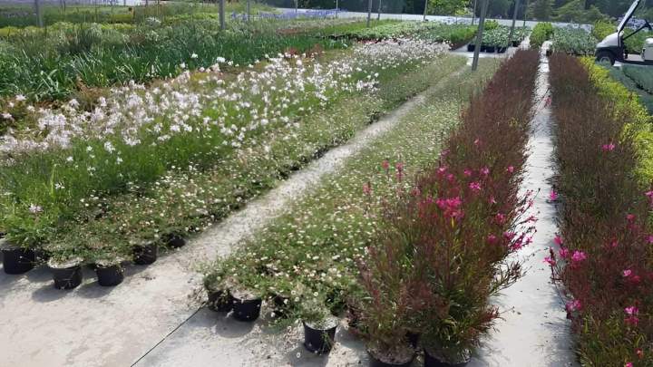 Pépinière de plantes aquatiques Vendée