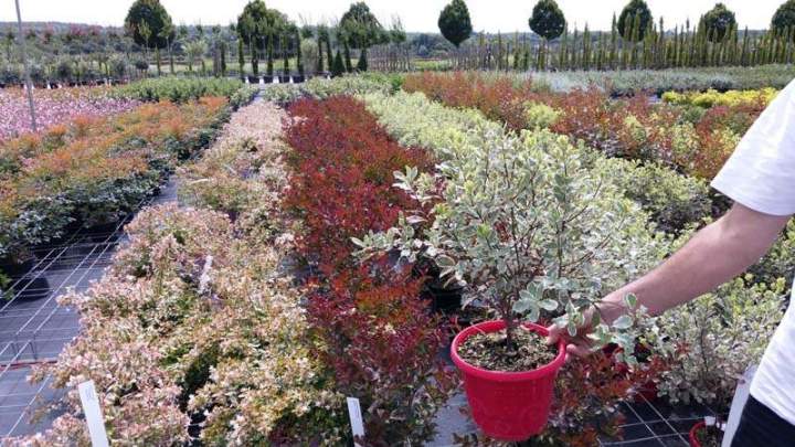 Pépinière de plantes aromatiques Vendée