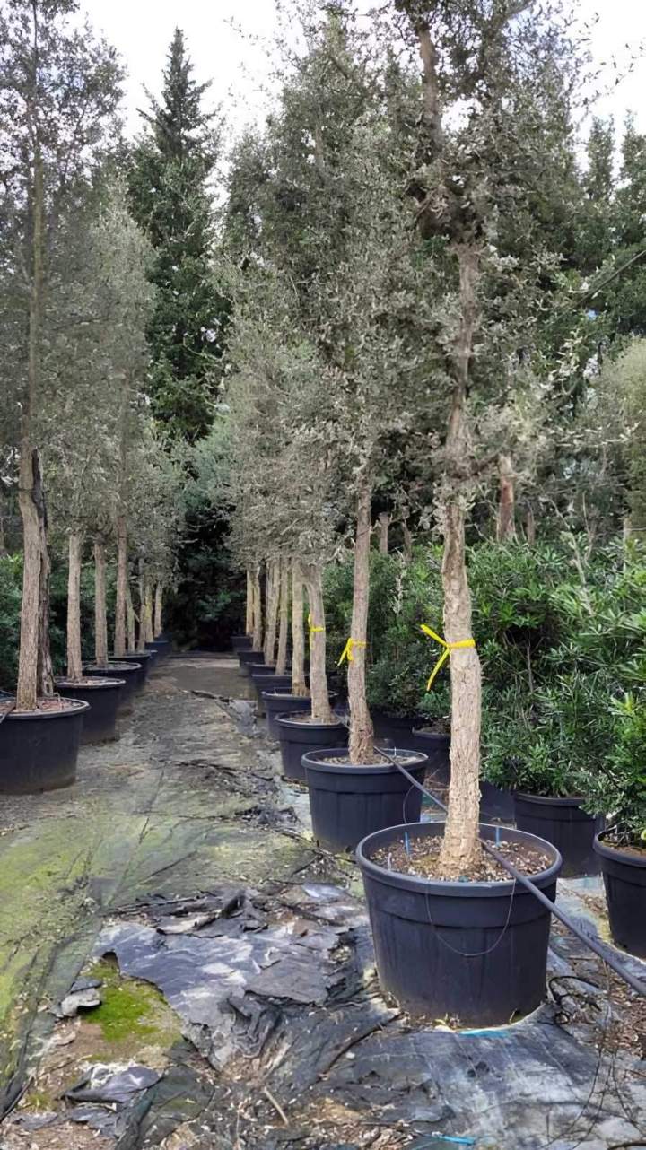 Pépinière de plantes d’extérieur Vendée