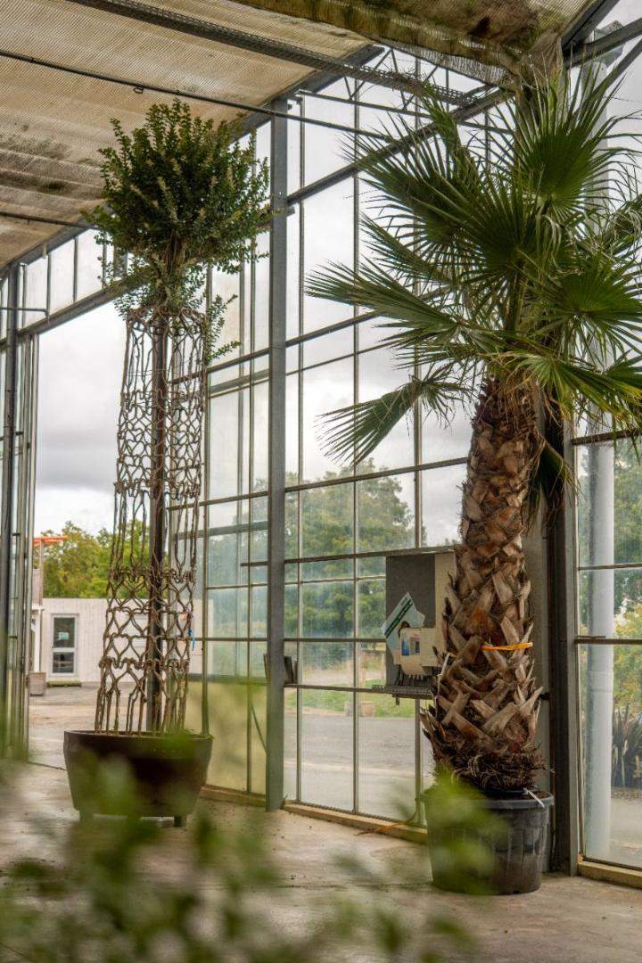Pépinière de plantes d’intérieur Vendée