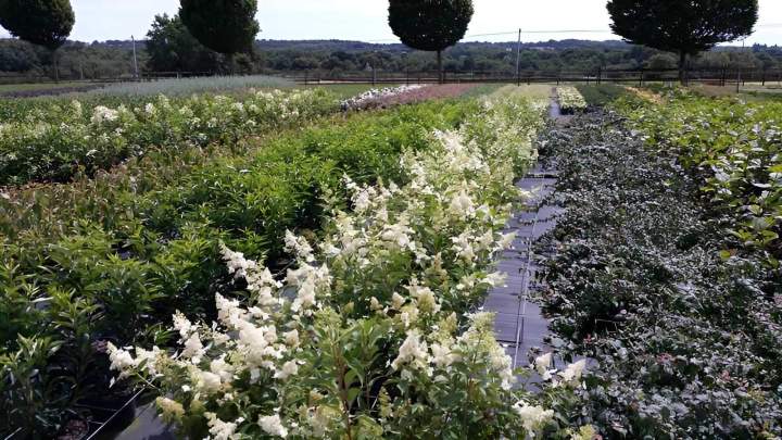 Pépinière de plantes décoratives Vendée