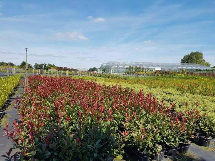 Pépinière de plantes exotiques Vendée