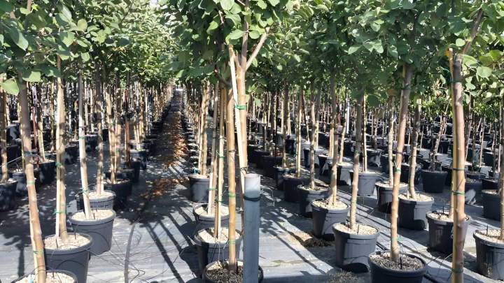Pépinière de plantes forestières Vendée