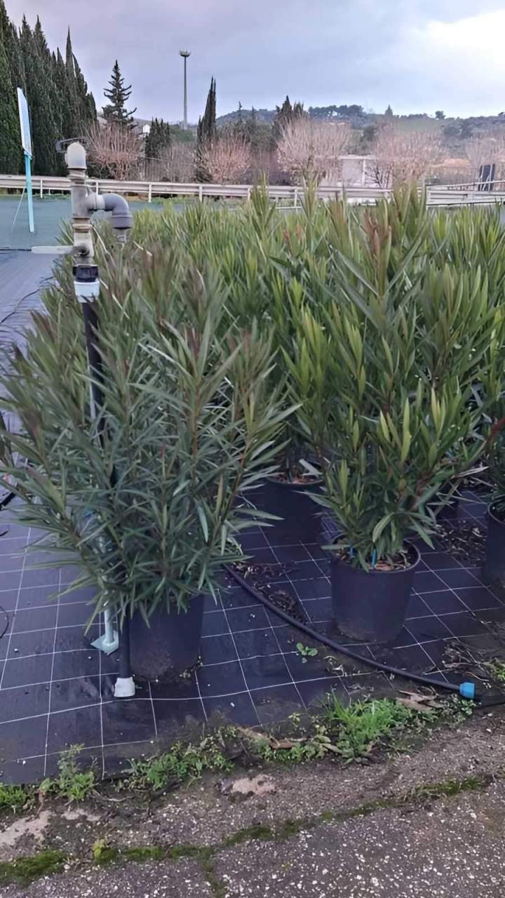 Pépinière de plantes fruitières Vendée