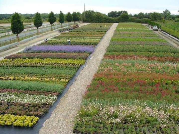 Pépinière de plantes grimpantes Vendée