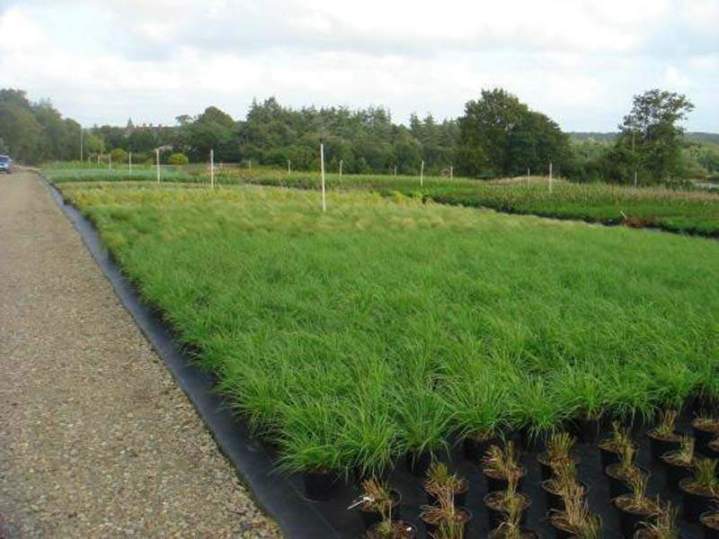 Pépinière de plantes locales Vendée