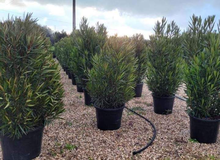 Pépinière de plantes médicinales Vendée