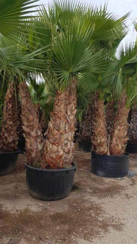 Pépinière de plantes méditerranéennes Vendée