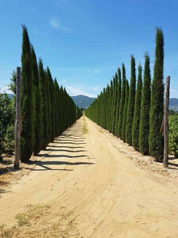 Pépinière de plantes ornementales Vendée