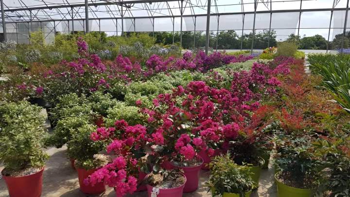 Pépinière de plantes potagères Vendée