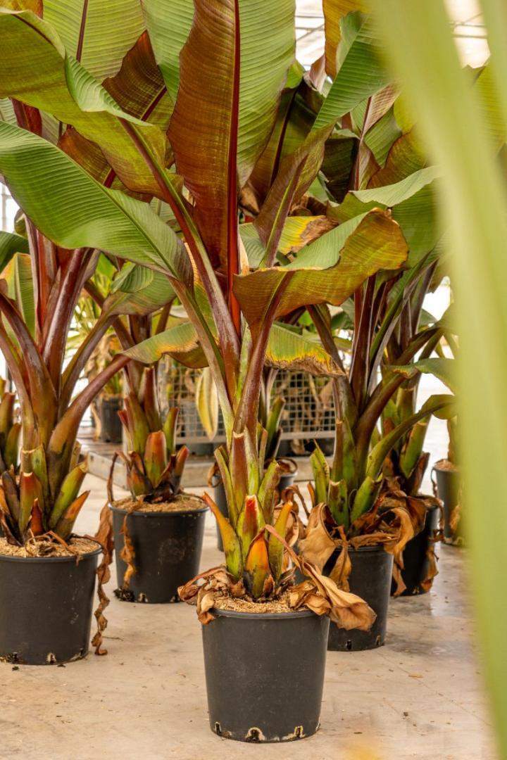 Pépinière de plantes rares Vendée