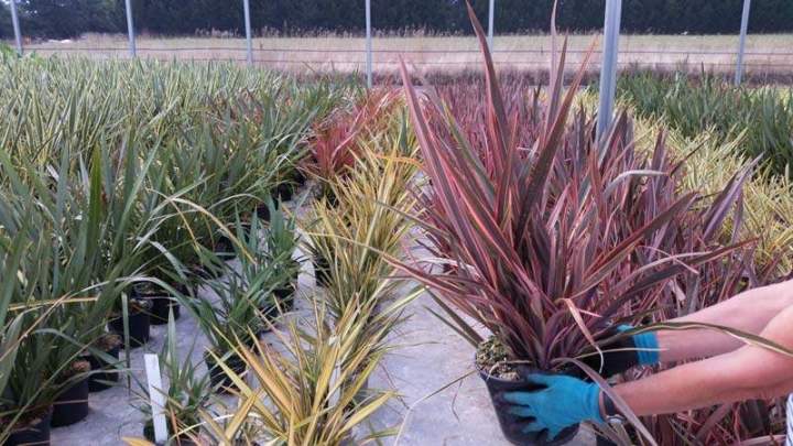 Pépinière de plantes tropicales Vendée