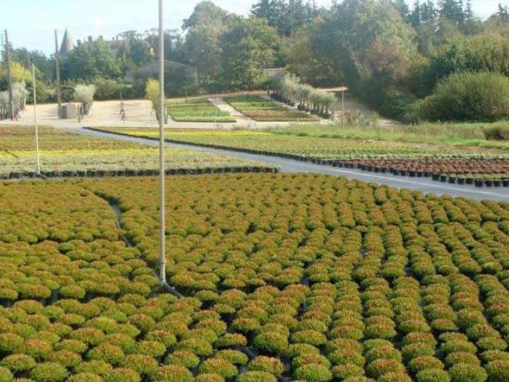 Pépinière de plantes vivaces Vendée