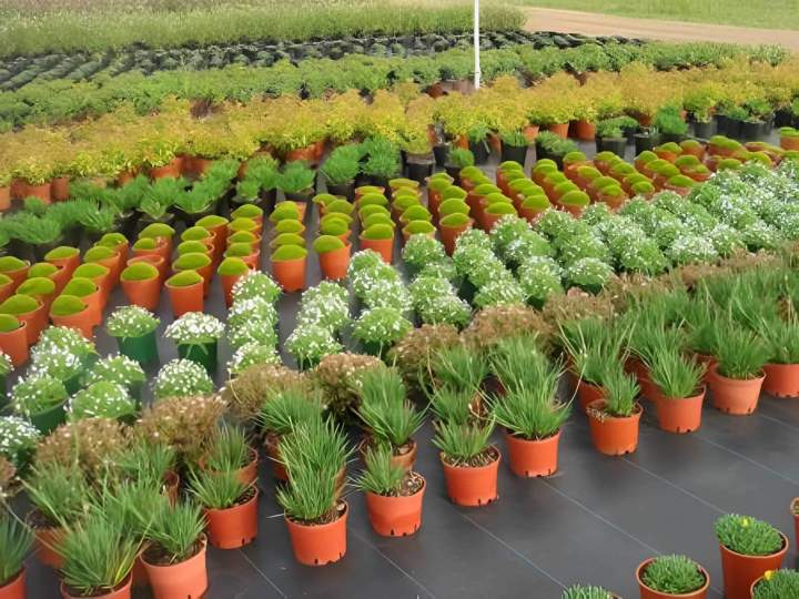 Vente de plantes végétaux, Challans