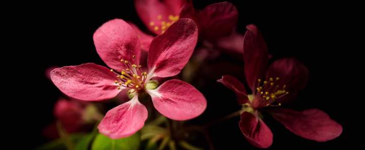 Vente de plantes Vendée