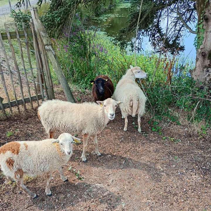 Écopâturage Vendée