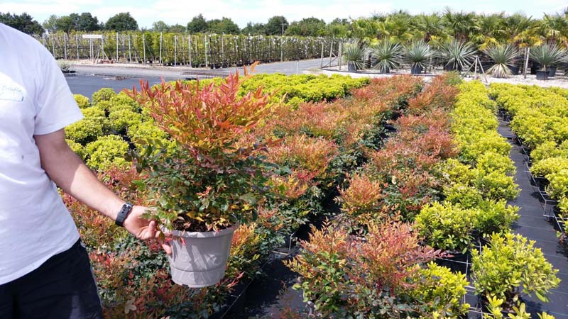 Quels sont les avantages d'acheter des plantes dans une pépinière plutôt qu'en magasin ? Saint-Avaugourd-des-Landes